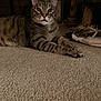 Steffen is registered to the contest to win money with this photo: alert, animal, carpet, cat, cozy, domestic_cat, ears, feline, home, indoor, mammal, paws, pet, relaxed, resting, scratching_post, striped, tabby_cat, toy, whiskers
