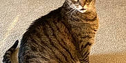 Steffen joined the competition — help win amazing prizes! animal, basket, brown, carpet, cat, cozy, cute, domestic, ears, furniture, home, indoor, looking, pet, sitting, striped, tabby, tail, toy, whiskers