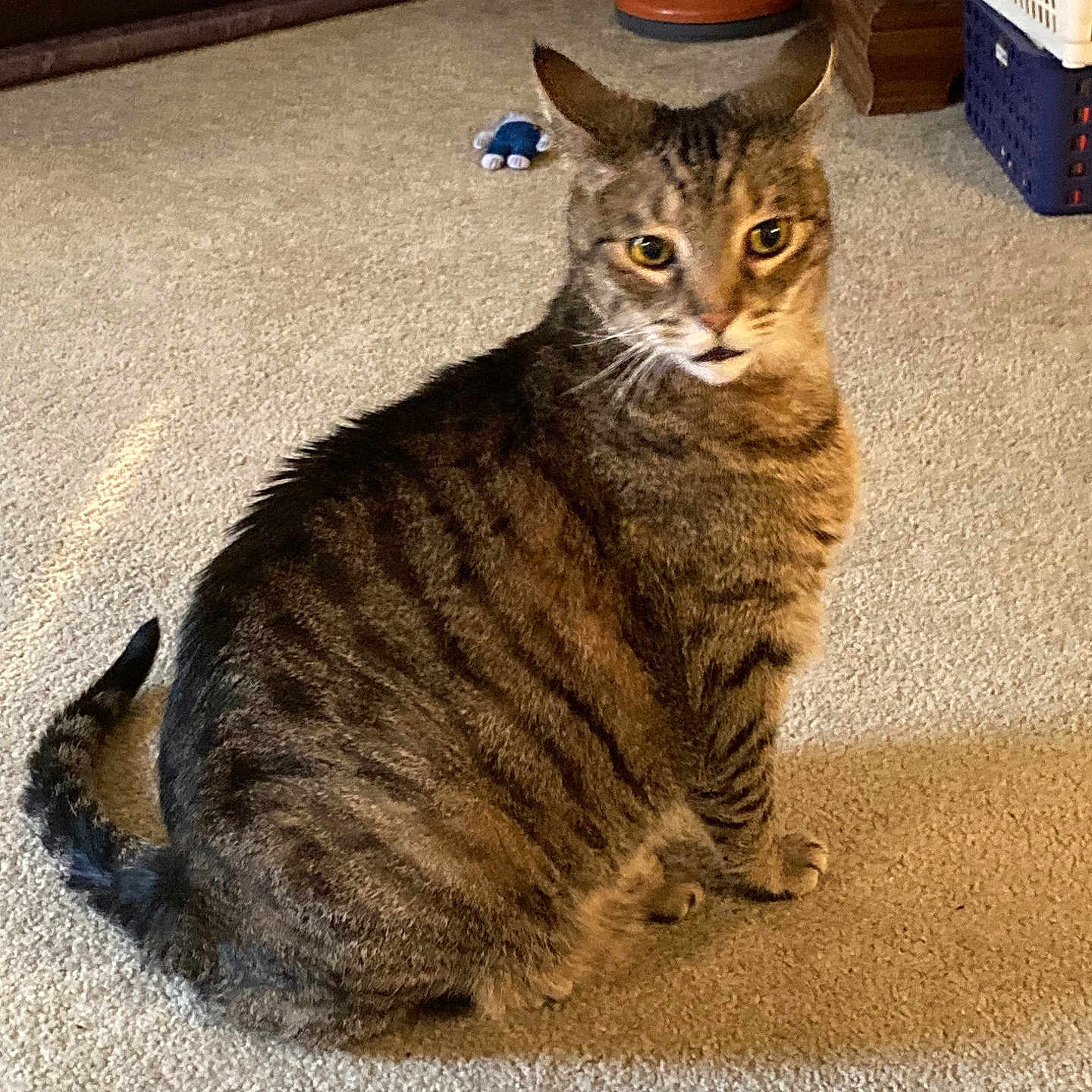 Steffen joined the competition — help win amazing prizes! animal, basket, brown, carpet, cat, cozy, cute, domestic, ears, furniture, home, indoor, looking, pet, sitting, striped, tabby, tail, toy, whiskers