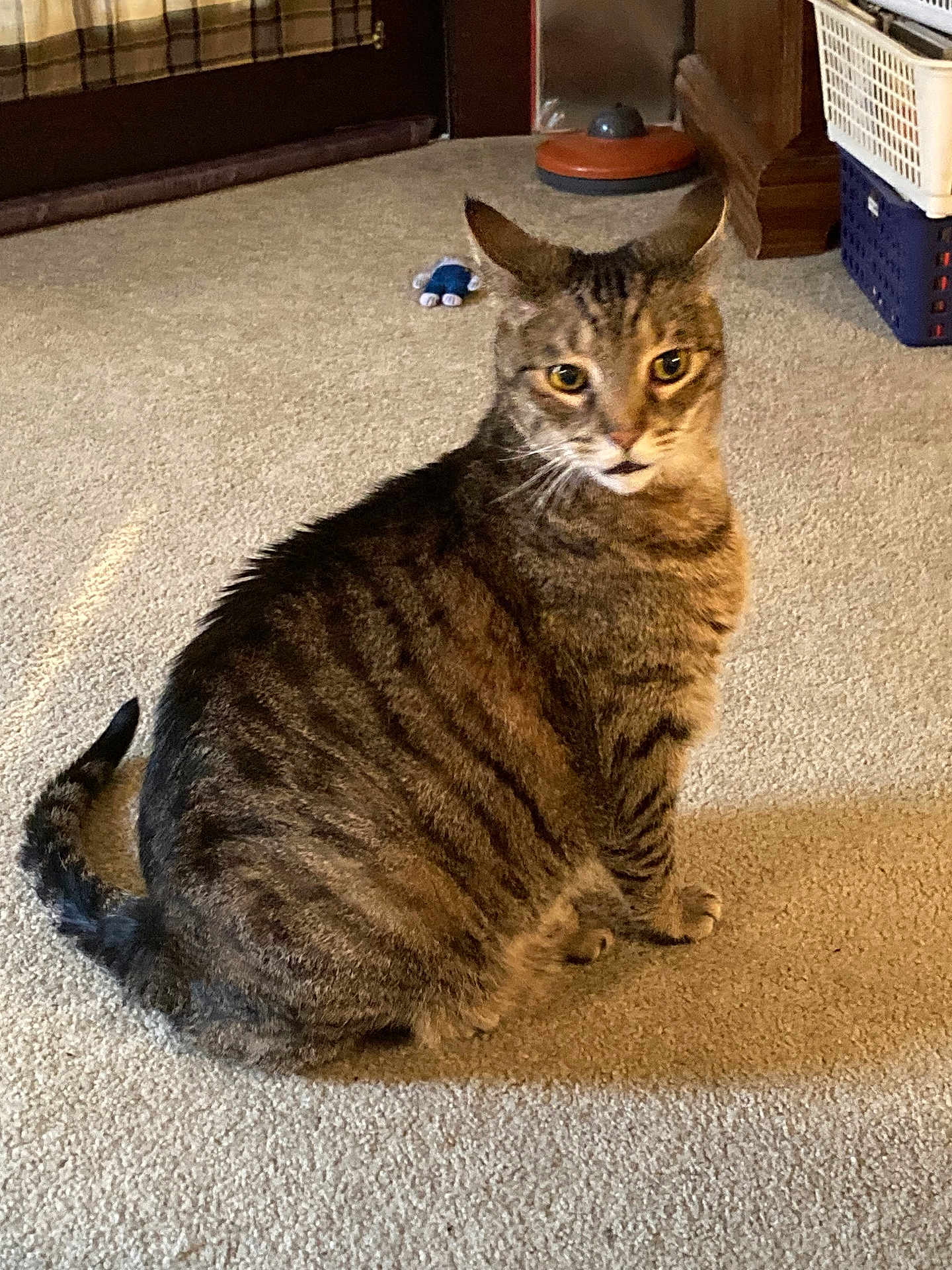 Steffen joined the competition — help win amazing prizes! animal, basket, brown, carpet, cat, cozy, cute, domestic, ears, furniture, home, indoor, looking, pet, sitting, striped, tabby, tail, toy, whiskers