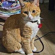 Ginger is registered to the contest to win money with this photo: animal, basket, cable, cat, ceramic_dishes, collar, curious, cute, domestic, ears, feline, floor, heart_tag, indoor, orange_cat, pet, sitting, whiskers, white_paws, wooden_floor