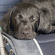 Flower is registered to the contest to win money with this photo: dog, puppy, black_dog, sleeping, resting, face, ears, nose, fur, closeup, texture, fabric, chair, relaxation, peaceful, animal, pet, cute, domestic_animal, indoors