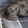 dog, puppy, black_dog, sleeping, resting, face, ears, nose, fur, closeup, texture, fabric, chair, relaxation, peaceful, animal, pet, cute, domestic_animal, indoors