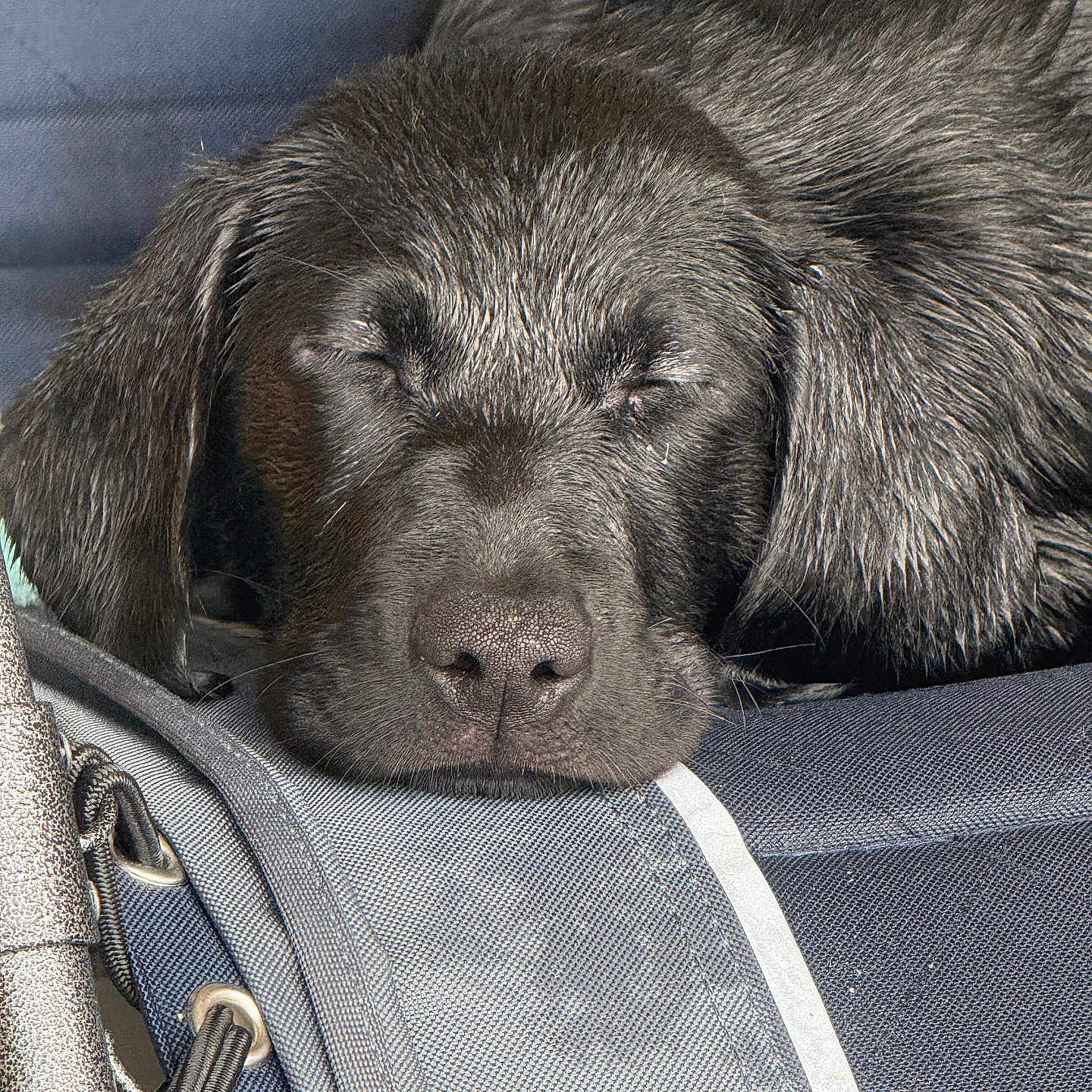 Flower is registered to the contest to win money with this photo: dog, puppy, black_dog, sleeping, resting, face, ears, nose, fur, closeup, texture, fabric, chair, relaxation, peaceful, animal, pet, cute, domestic_animal, indoors
