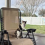cat, calico_cat, chair, lounge_chair, porch, screened_porch, backyard, white_fence, tree, grass, pet, feline, collar, paw, fur, curious, seated, outdoor, daylight, relaxing