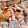 cat, kitten, calico_cat, pet, sleeping, blanket, cozy, whiskers, paw, tail, indoor, home, fur, closeup, portrait, sunlight, relaxed, bokeh, soft_texture, cute