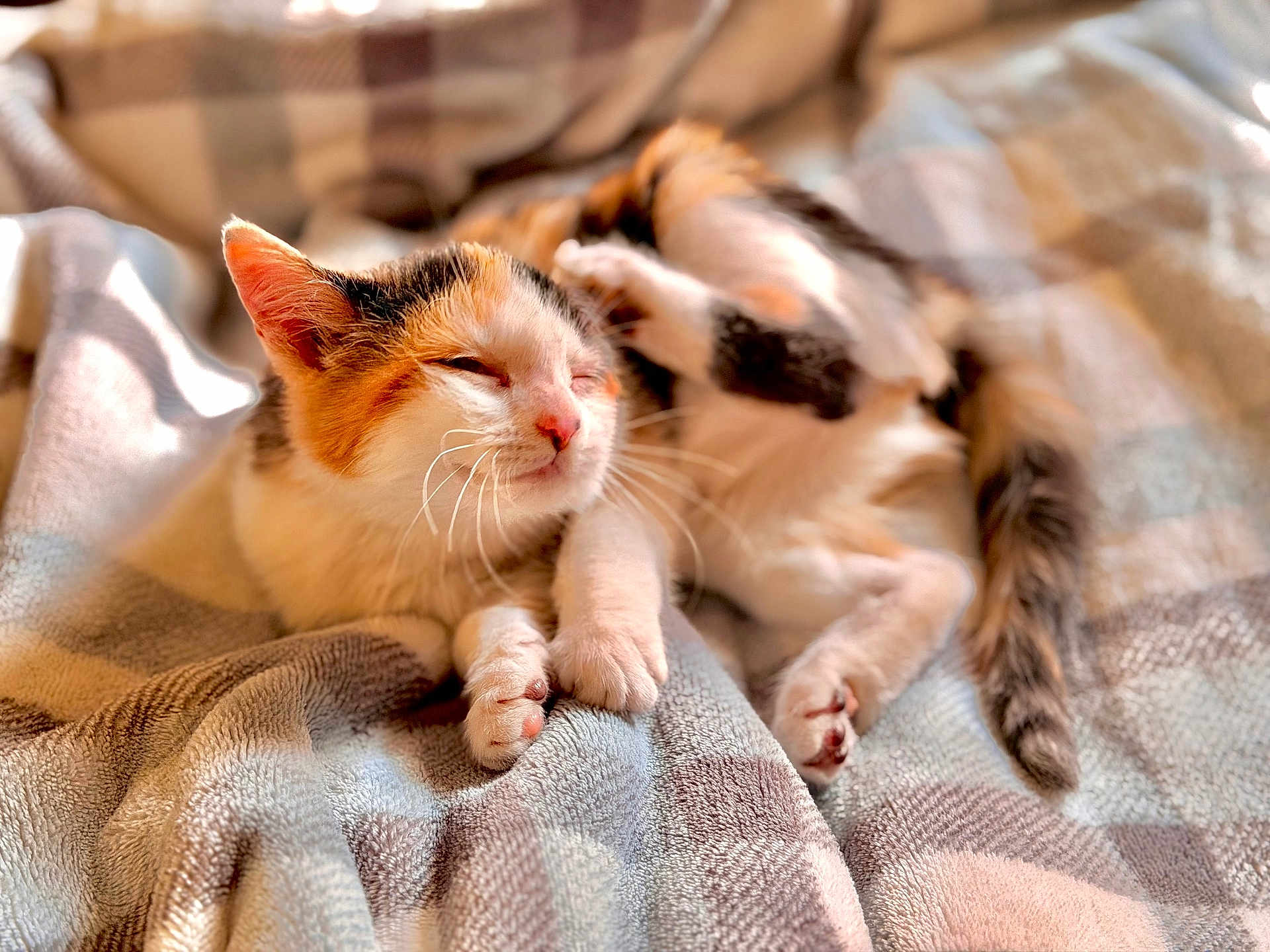 Nyla joined the competition — help win amazing prizes! cat, kitten, calico_cat, pet, sleeping, blanket, cozy, whiskers, paw, tail, indoor, home, fur, closeup, portrait, sunlight, relaxed, bokeh, soft_texture, cute