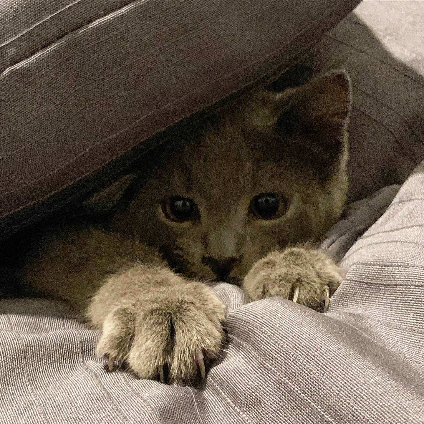 Bauer joined the competition — help win amazing prizes! carnivore, cat, comfort, domestic_short_haired_cat, fawn, felidae, fur, grey, linens, nap, paw, russian_blue, sleep, small_to_medium_sized_cats, snout, terrestrial_animal, whiskers