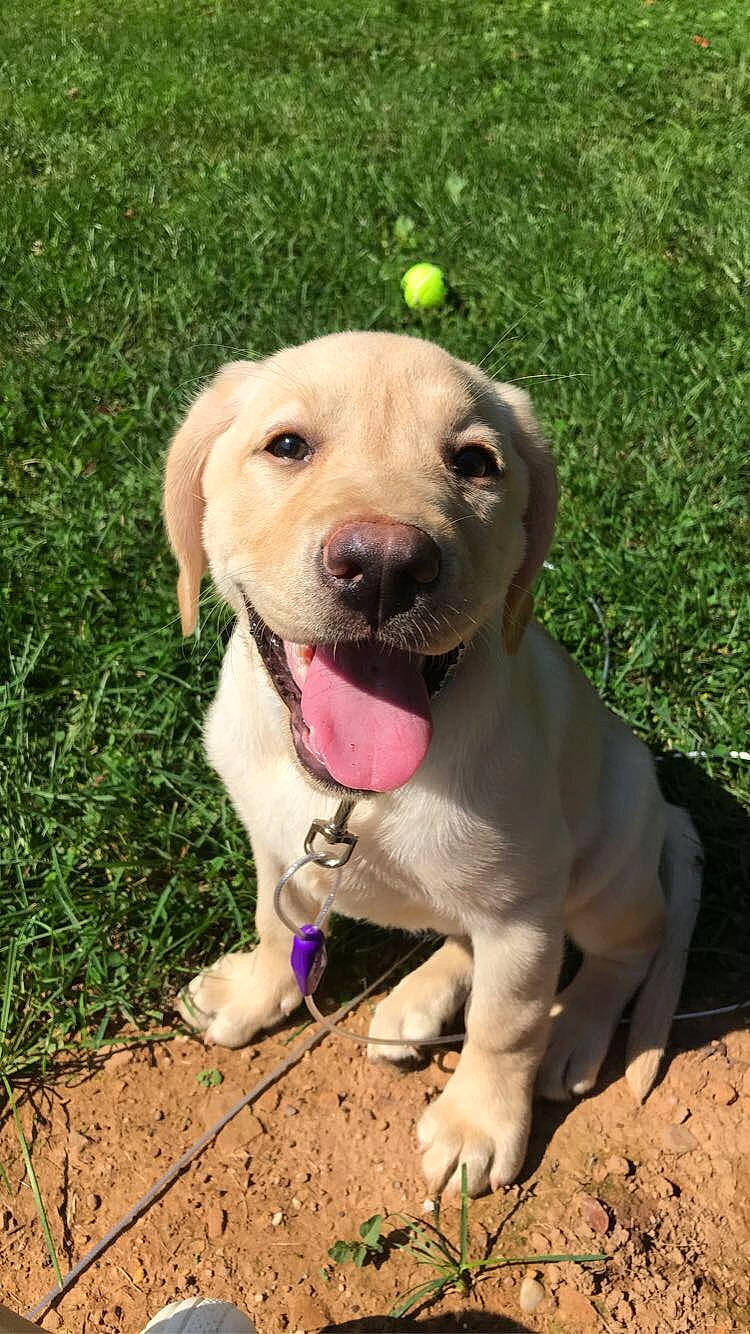 Jenny Bean is registered to the contest to win money with this photo: canidae, carnivore, collar, companion_dog, dog, dog_breed, dog_collar, fawn, grass, gun_dog, hunting_dog, labrador_retriever, paw, retriever, snout, soil, sporting_group, terrestrial_animal, whiskers, working_animal