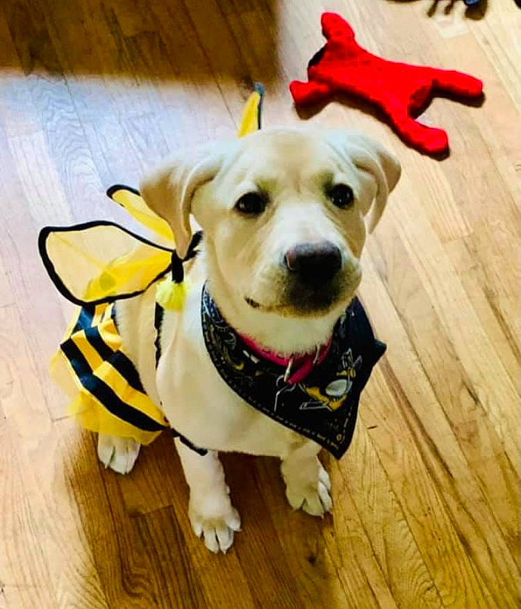 Jenny Bean is registered to the contest to win money with this photo: carnivore, collar, companion_dog, dog, dog_breed, dog_clothes, dog_collar, dog_supply, fawn, floor, flooring, hardwood, leash, paw, pet_supply, snout, sporting_group, whiskers, wood, working_animal