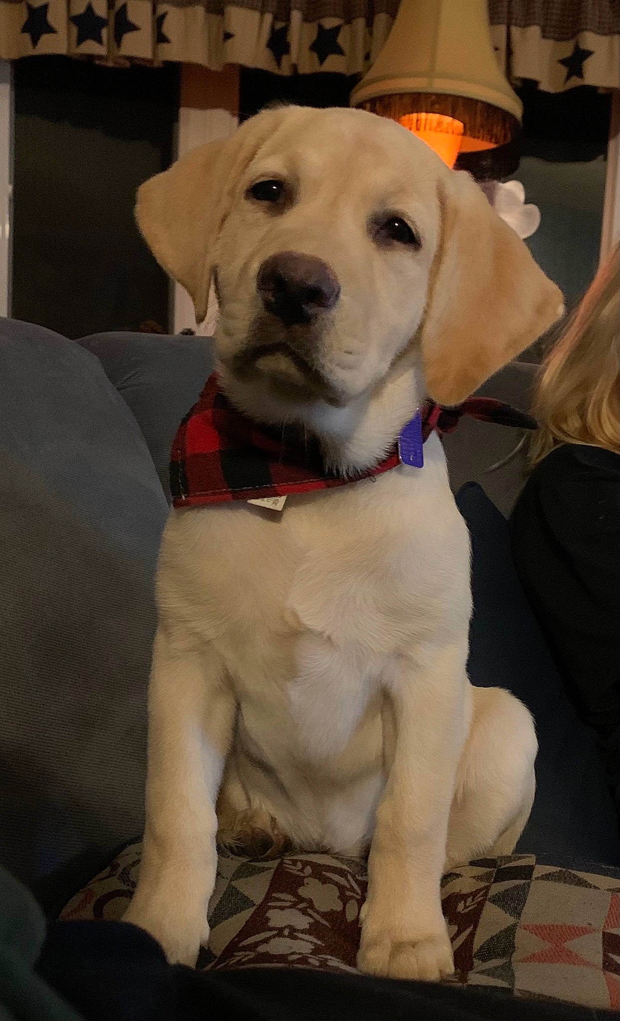 Jenny Bean joined the competition — help win amazing prizes! carnivore, collar, companion_dog, dog, dog_breed, dog_collar, dog_supply, event, fashion_accessory, fawn, fur, hat, leash, personal_protective_equipment, pet_supply, snout, sporting_group, sun_hat, whiskers, working_animal