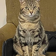 Tiger Kitty joined the competition — help win amazing prizes! cat, tabby, feline, pet, animal, sitting, chair, indoor, fur, whiskers, ears, paws, looking, portrait, domestic, mammal, cute, striped, household, relaxed