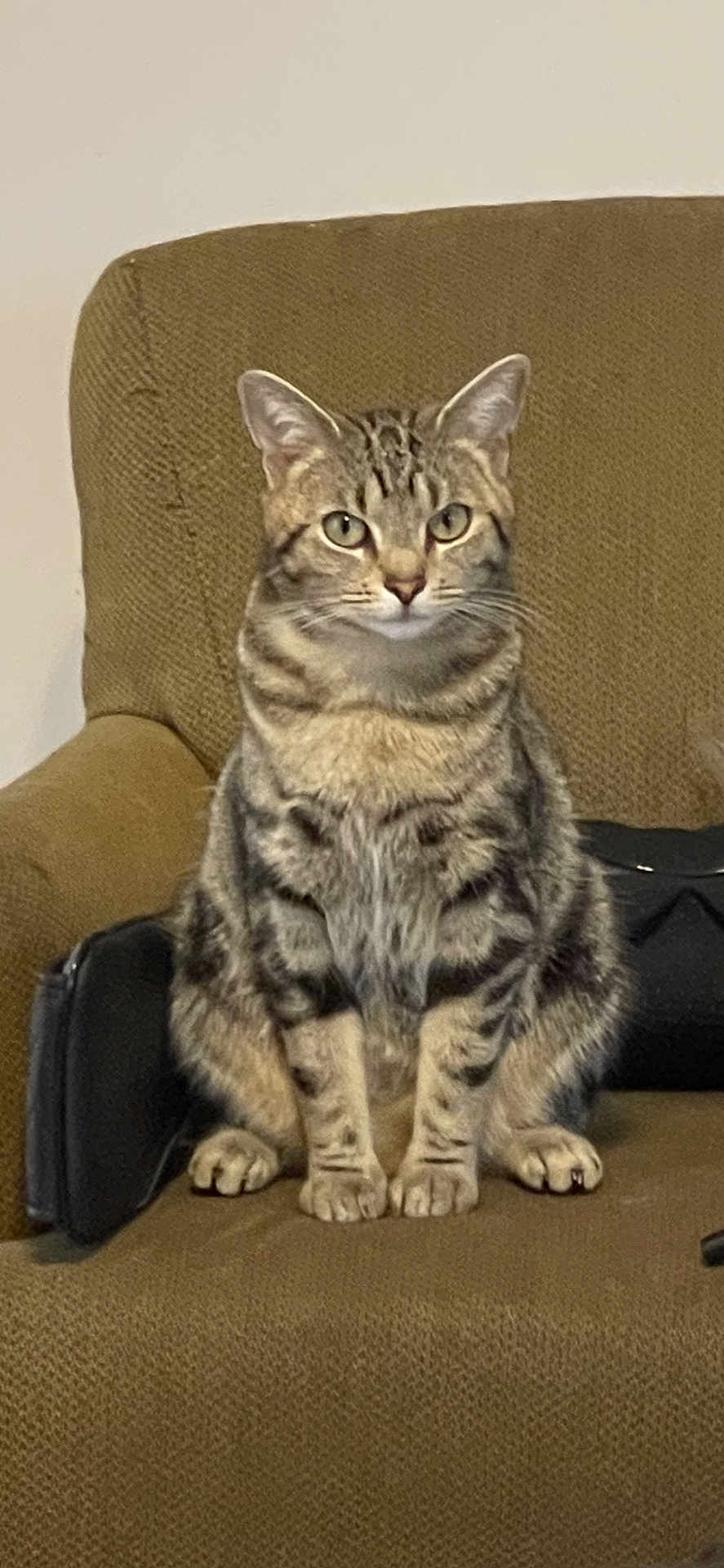 Tiger Kitty joined the competition — help win amazing prizes! cat, tabby, feline, pet, animal, sitting, chair, indoor, fur, whiskers, ears, paws, looking, portrait, domestic, mammal, cute, striped, household, relaxed