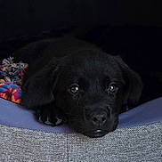 Koda a rejoint le concours — aidez-le/la à gagner de superbes lots ! puppy, dog, black_dog, pet, bed, resting, cute, young_dog, animal, indoor, close_up, soft_texture, colorful_toy, nose, eyes, ears, paw, cozy, sleepy, adorable