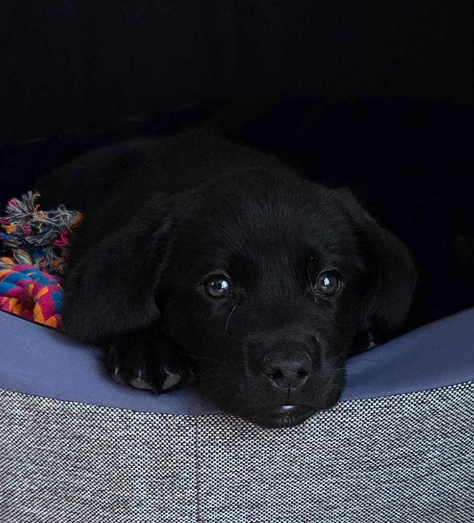 Koda a rejoint le concours — aidez-le/la à gagner de superbes lots ! puppy, dog, black_dog, pet, bed, resting, cute, young_dog, animal, indoor, close_up, soft_texture, colorful_toy, nose, eyes, ears, paw, cozy, sleepy, adorable