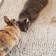 Pyxel participe au concours pour gagner de l'argent avec cette photo : bunny, rabbit, cat, gray_cat, furry, pet, animal, indoor, carpet, texture, relaxed, cute, companion, friendship, floor, soft, small_animal, mammal, laying_down, cozy