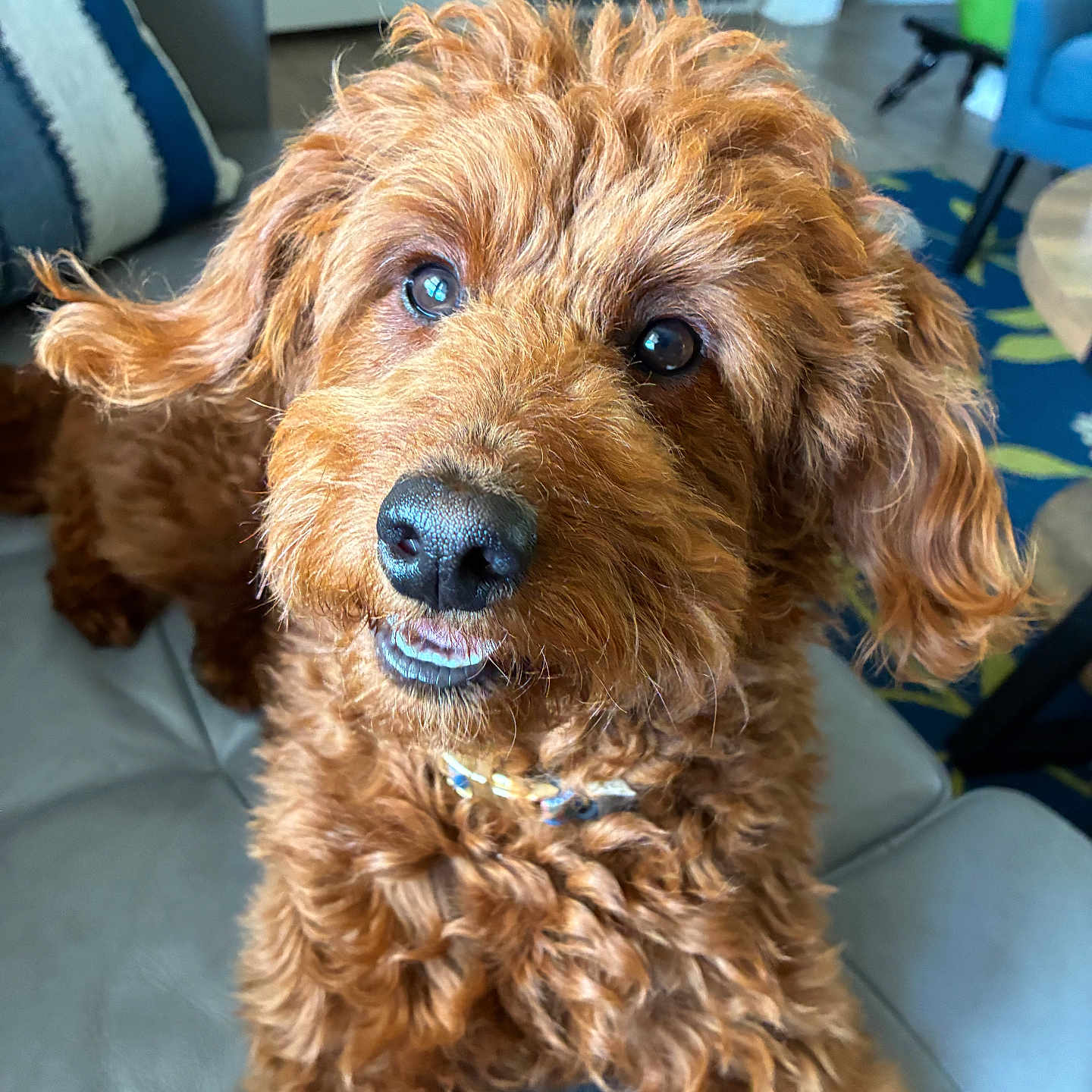 Zelda joined the competition — help win amazing prizes! dog, brown_dog, curly_fur, pet, canine, indoor, couch, living_room, furniture, close_up, cute, adorable, animal, portrait, face, eyes, nose, ears, collar, happy