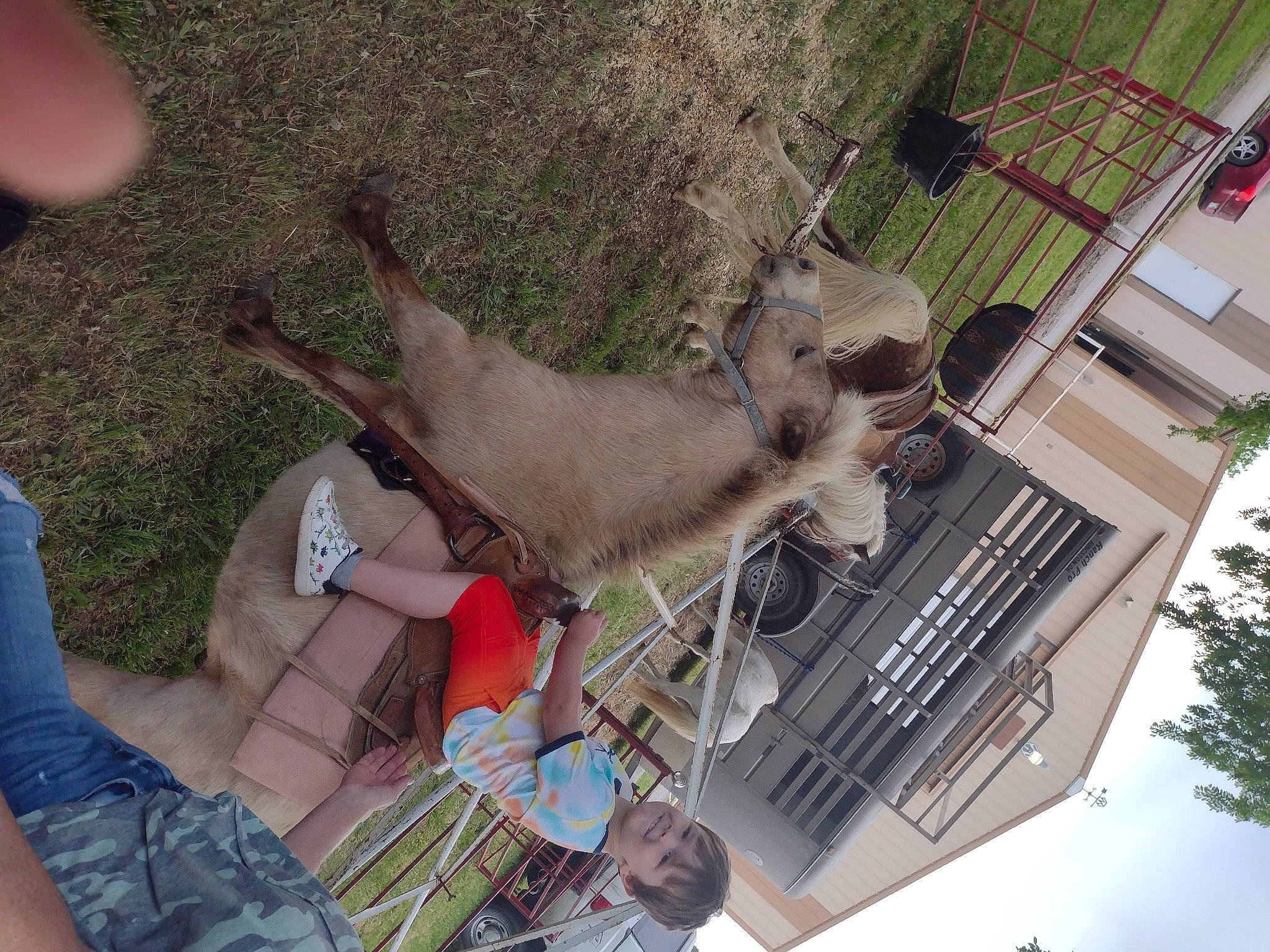 Reed joined the competition — help win amazing prizes! building, fawn, joy, marsupial, person, plant, sporting_group, t_shirt, tree, working_animal