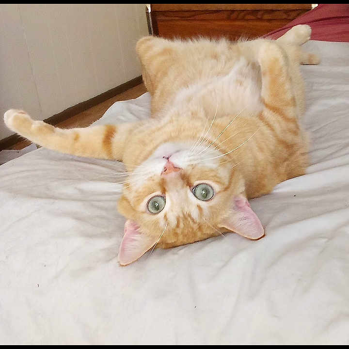 Peanut joined the competition — help win amazing prizes! animal, bed, cat, cozy, curious, cute, domestic_animal, feline, fur, ginger_cat, green_eyes, home, indoor, lying_down, pet, relaxed, sleeping_area, stretching, upside_down, whiskers