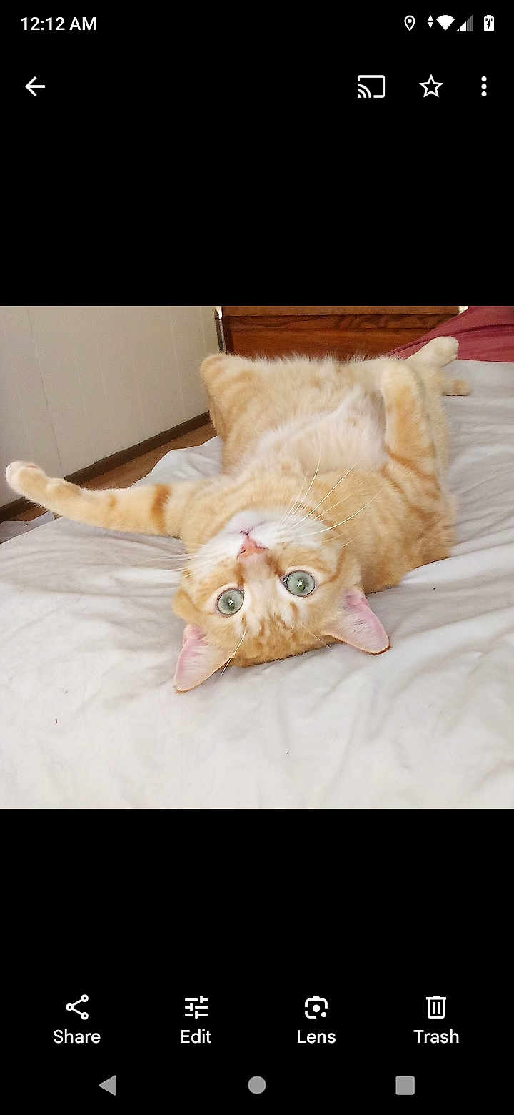 Peanut joined the competition — help win amazing prizes! cat, ginger_cat, lying_down, bed, indoor, pet, feline, cute, green_eyes, stretching, whiskers, fur, relaxed, cozy, domestic_animal, upside_down, curious, animal, sleeping_area, home