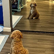 Stella joined the competition — help win amazing prizes! dog, puppy, reflection, mirror, curly_hair, fluffy, brown, sitting, indoors, floor, wood_floor, hallway, home, furniture, table, doorway, portrait, pet, cute, symmetry