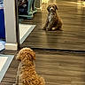 dog, puppy, reflection, mirror, curly_hair, fluffy, brown, sitting, indoors, floor, wood_floor, hallway, home, furniture, table, doorway, portrait, pet, cute, symmetry