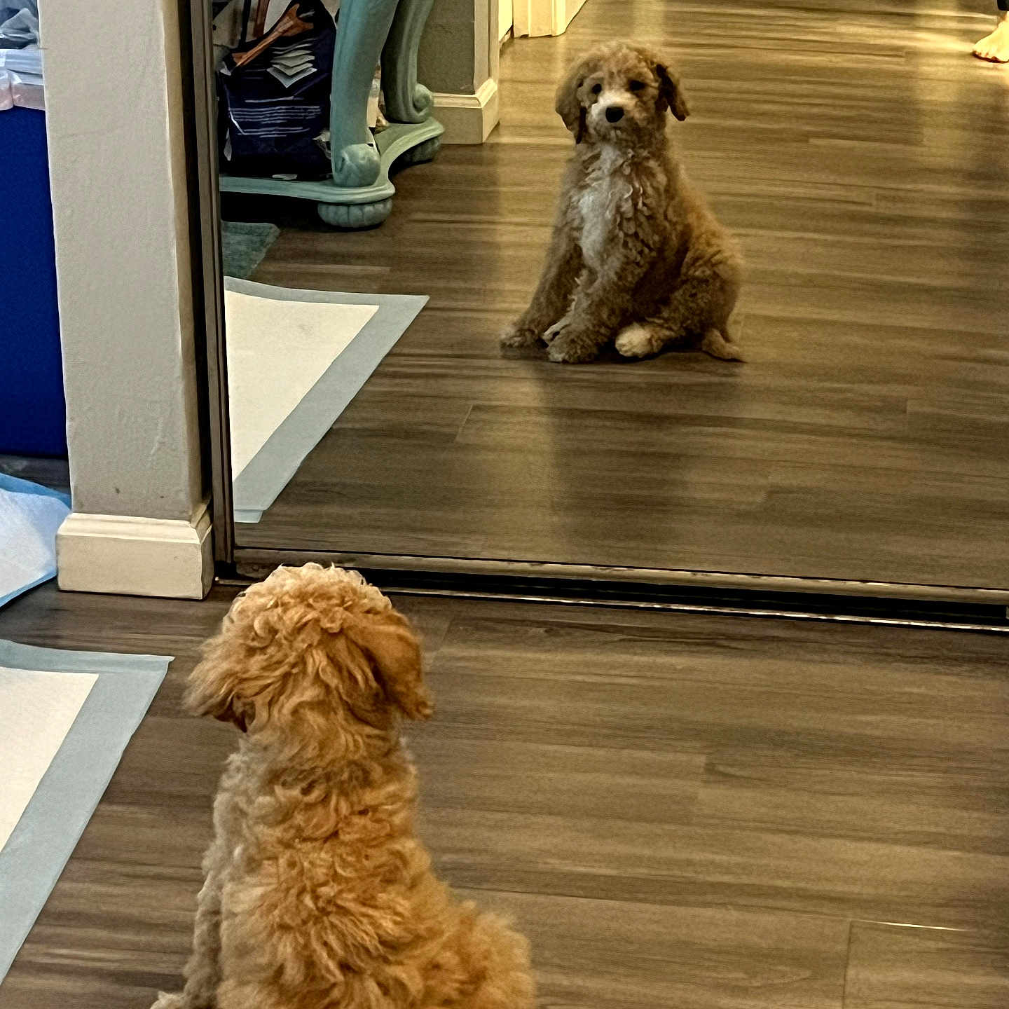 Stella joined the competition — help win amazing prizes! dog, puppy, reflection, mirror, curly_hair, fluffy, brown, sitting, indoors, floor, wood_floor, hallway, home, furniture, table, doorway, portrait, pet, cute, symmetry