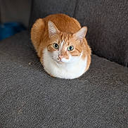Toulouse joined the competition — help win amazing prizes! cat, orange_cat, white_cat, tabby, pet, animal, feline, loaf_position, sitting, green_eyes, whiskers, fur, striped_fur, indoor, couch, sofa, gray_fabric, portrait, closeup, relaxed