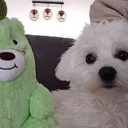 Ange participe au concours pour gagner de l'argent avec cette photo : dog, plush_toy, green, white, fluffy, couch, stuffed_animal, indoors, soft_toy, pet, furry, cute, animal, companion, cozy, face, nose, ears, seated, background_lighting