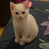 Bianca participe au concours pour gagner de l'argent avec cette photo : kitten, cat, white_cat, pet, indoor, bedspread, fluffy, small, cute, animal, young, sitting, looking_at_camera, curious, feline, domestic_animal, cozy, soft, fur, portrait
