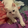 Bianca a rejoint le concours — aidez-le/la à gagner de superbes lots ! kitten, cat, white_cat, pet, animal, cute, bedspread, floral_pattern, indoor, stretching, young_animal, fur, playful, domestic_cat, small, whiskers, ears, paws, curious, relaxed