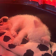 Bianca participe au concours pour gagner de l'argent avec cette photo : kitten, sleeping, pet_carrier, blanket, cow_print, furry, cozy, indoor, animal, resting, cute, small, white_fur, paw, ears, comfortable, young, domestic_cat, soft, relaxed