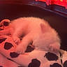 animal, blanket, comfortable, cow_print, cozy, cute, domestic_cat, ears, furry, indoor, kitten, paw, pet_carrier, relaxed, resting, sleeping, small, soft, white_fur, young