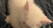 Bianca a rejoint le concours — aidez-le/la à gagner de superbes lots ! kitten, white_cat, sleeping, pet, cozy, blanket, fluffy, indoor, animal, cute, resting, young_cat, fur, domestic_cat, nap, bed, soft, pink_flower, close_up, peaceful