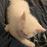 animal, bed, blanket, close_up, cozy, cute, domestic_cat, fluffy, fur, indoor, kitten, nap, peaceful, pet, pink_flower, resting, sleeping, soft, white_cat, young_cat
