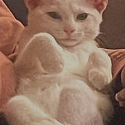 Mogarna joined the competition — help win amazing prizes! cat, white_cat, pet, feline, animal, indoor, relaxed, cute, paws, ears, fur, sitting, couch, home, cozy, resting, closeup, portrait, whiskers, mammal