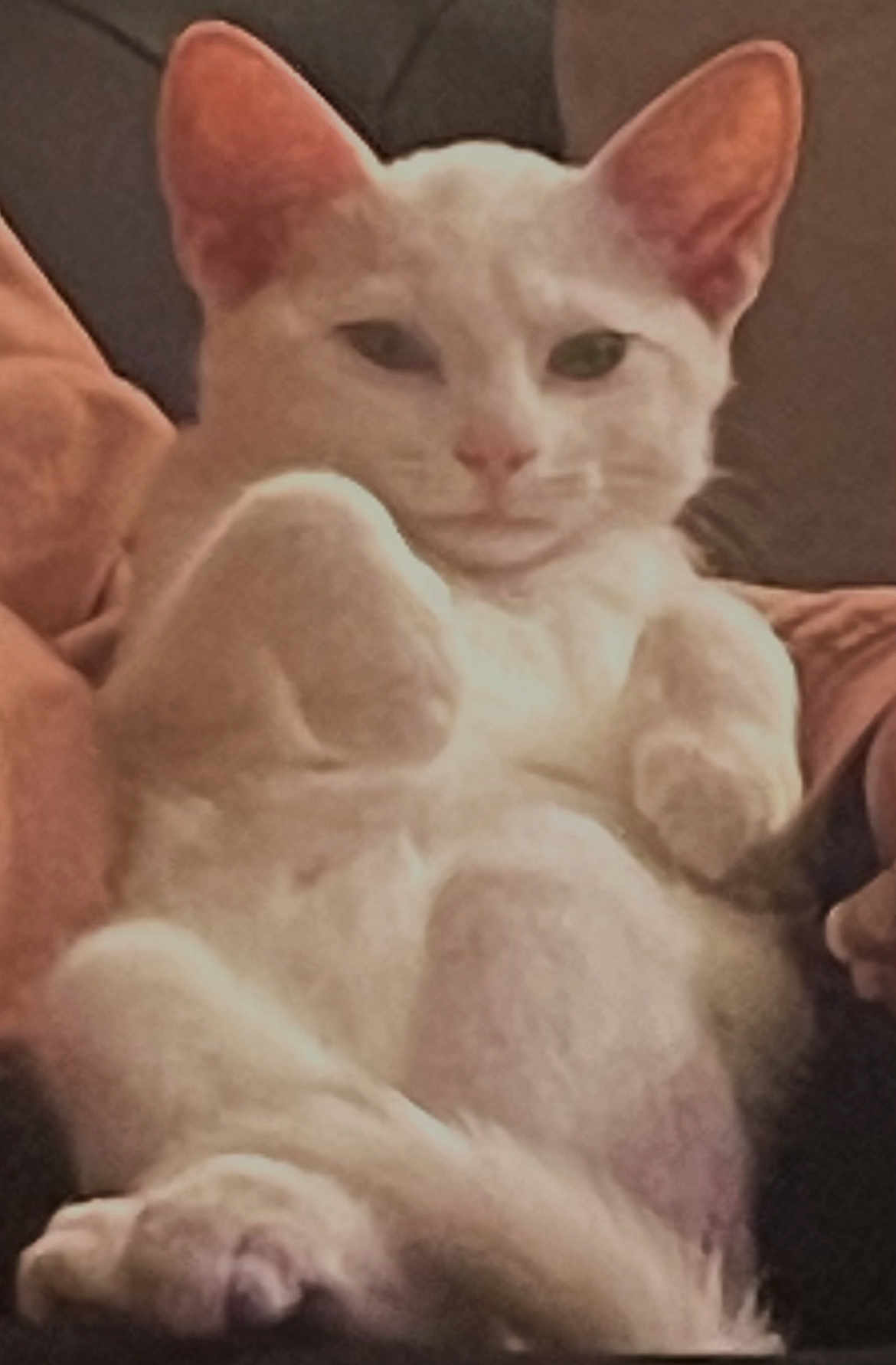 Mogarna joined the competition — help win amazing prizes! cat, white_cat, pet, feline, animal, indoor, relaxed, cute, paws, ears, fur, sitting, couch, home, cozy, resting, closeup, portrait, whiskers, mammal