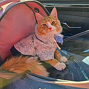 Toulouse is registered to the contest to win money with this photo: cat, ginger_cat, pet, car_interior, pet_carrier, hoodie, clothing, furry_tail, paws, whiskers, window, sunlight, seat, leash, zipper, denim, portrait, looking_up, travel, cozy