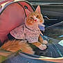cat, ginger_cat, pet, car_interior, pet_carrier, hoodie, clothing, furry_tail, paws, whiskers, window, sunlight, seat, leash, zipper, denim, portrait, looking_up, travel, cozy