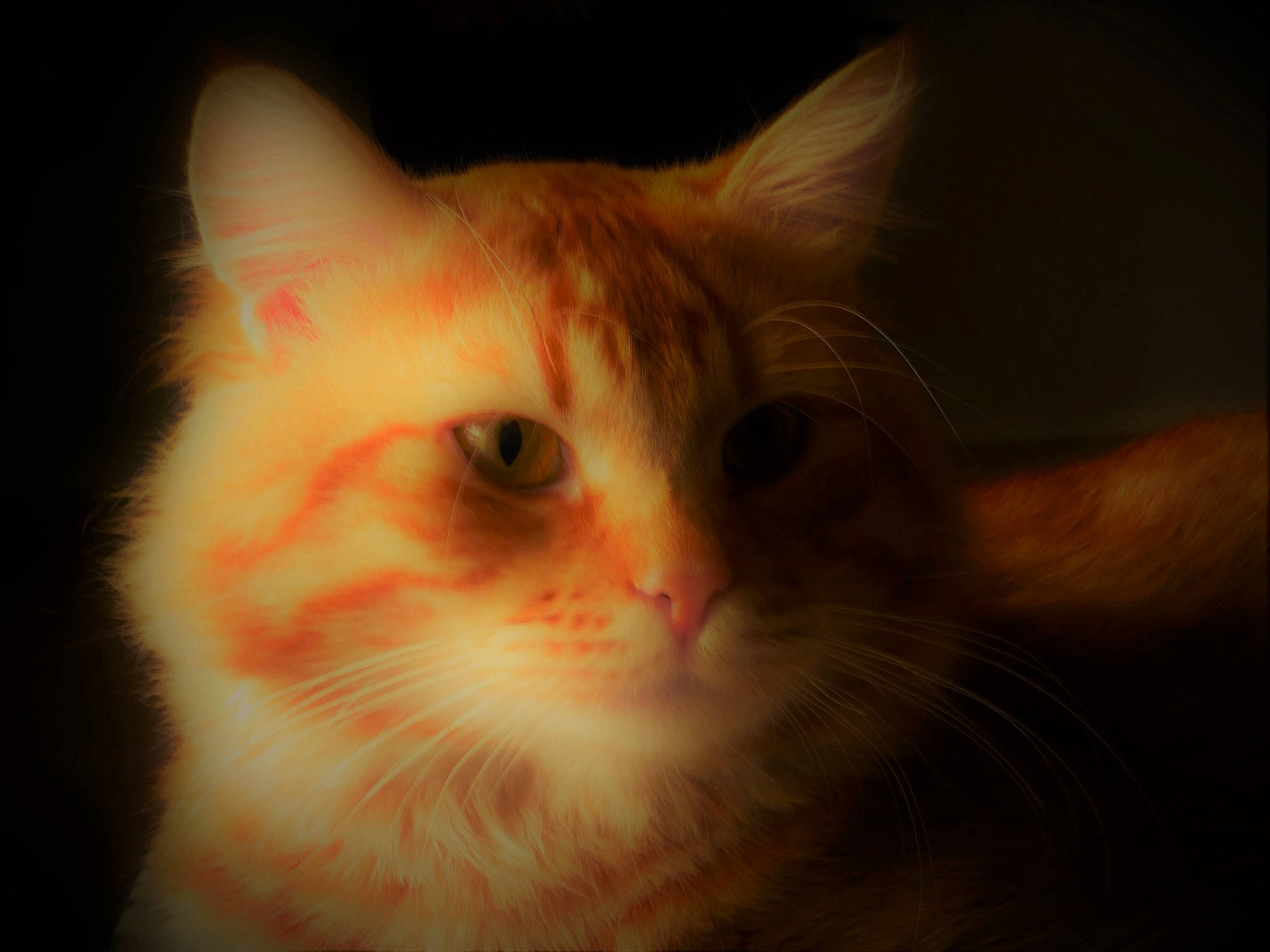 Beerus participe au concours pour gagner de l'argent avec cette photo : carnivore, cat, darkness, domestic_short_haired_cat, ear, eye, eyelash, fawn, felidae, fur, hair, head, human_body, small_to_medium_sized_cats, snout, whiskers, window, wood