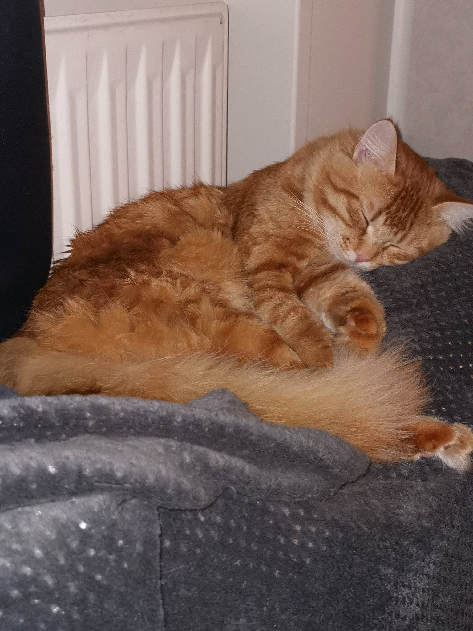 Beerus a rejoint le concours — aidez-le/la à gagner de superbes lots ! bed, carnivore, cat, claw, comfort, domestic_short_haired_cat, fawn, felidae, flooring, fur, hardwood, nap, paw, room, sleep, small_to_medium_sized_cats, snout, tail, whiskers, wood