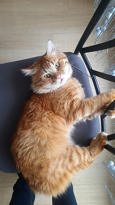 Beerus participe au concours pour gagner de l'argent avec cette photo : carnivore, cat, claw, domestic_short_haired_cat, fawn, felidae, fur, human_leg, paw, sitting, small_to_medium_sized_cats, snout, tail, whiskers, window, wood