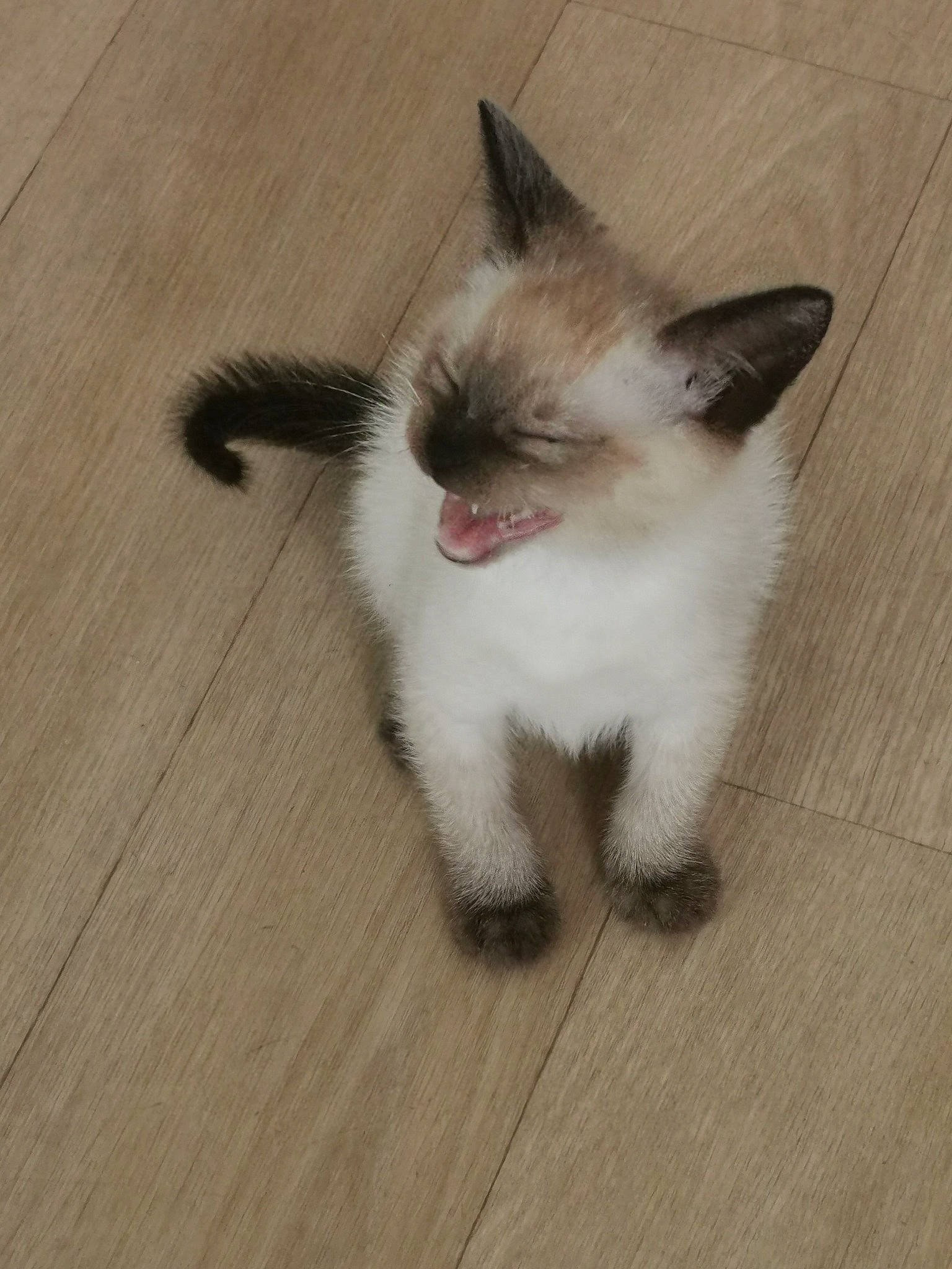 Kobi a rejoint le concours — aidez-le/la à gagner de superbes lots ! carnivore, cat, claw, domestic_short_haired_cat, fawn, felidae, floor, flooring, foot, fur, hardwood, laminate_flooring, paw, small_to_medium_sized_cats, tail, thai, whiskers, wood, wood_flooring, wood_stain