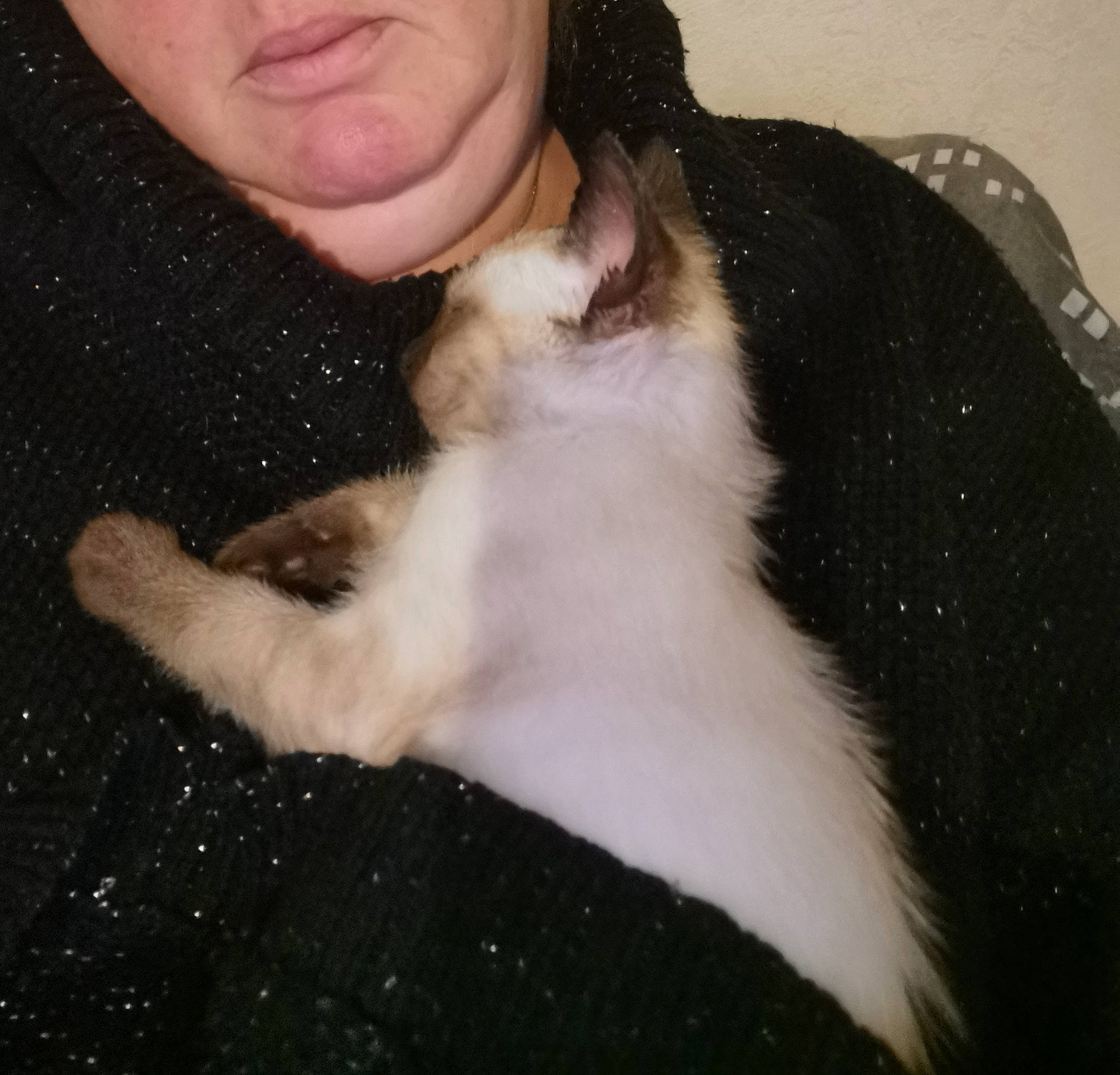 Kobi participe au concours pour gagner de l'argent avec cette photo : carnivore, cat, claw, companion_dog, dog_breed, ear, fawn, felidae, finger, formal_wear, fur, gesture, human_leg, lap, paw, small_to_medium_sized_cats, snout, sporting_group, tail, whiskers