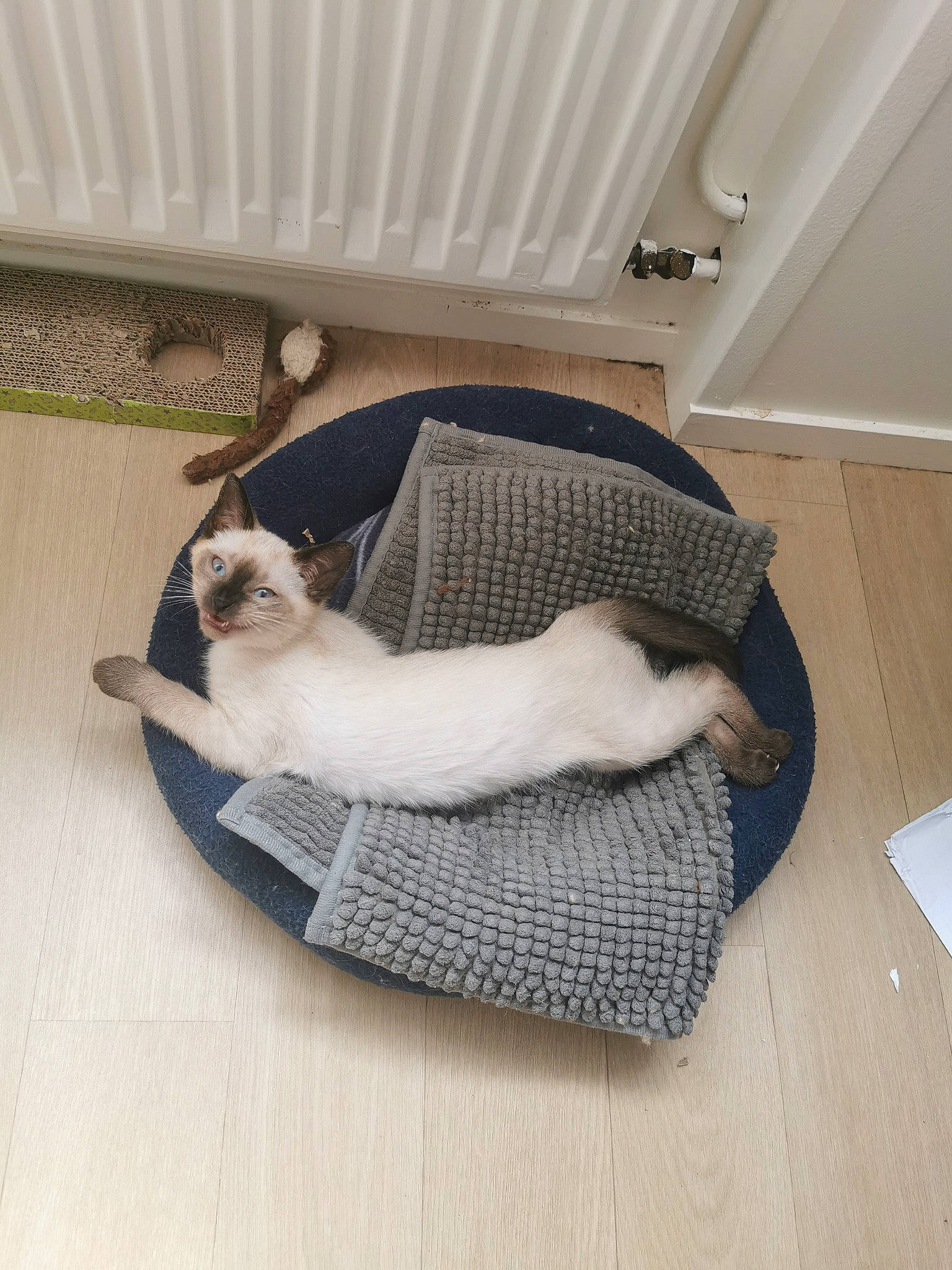 Kobi participe au concours pour gagner de l'argent avec cette photo : canidae, carnivore, cat, cat_supply, comfort, companion_dog, dog_breed, fawn, felidae, flooring, fur, hardwood, linens, pet_supply, small_to_medium_sized_cats, sporting_group, tail, whiskers, wood, wood_flooring