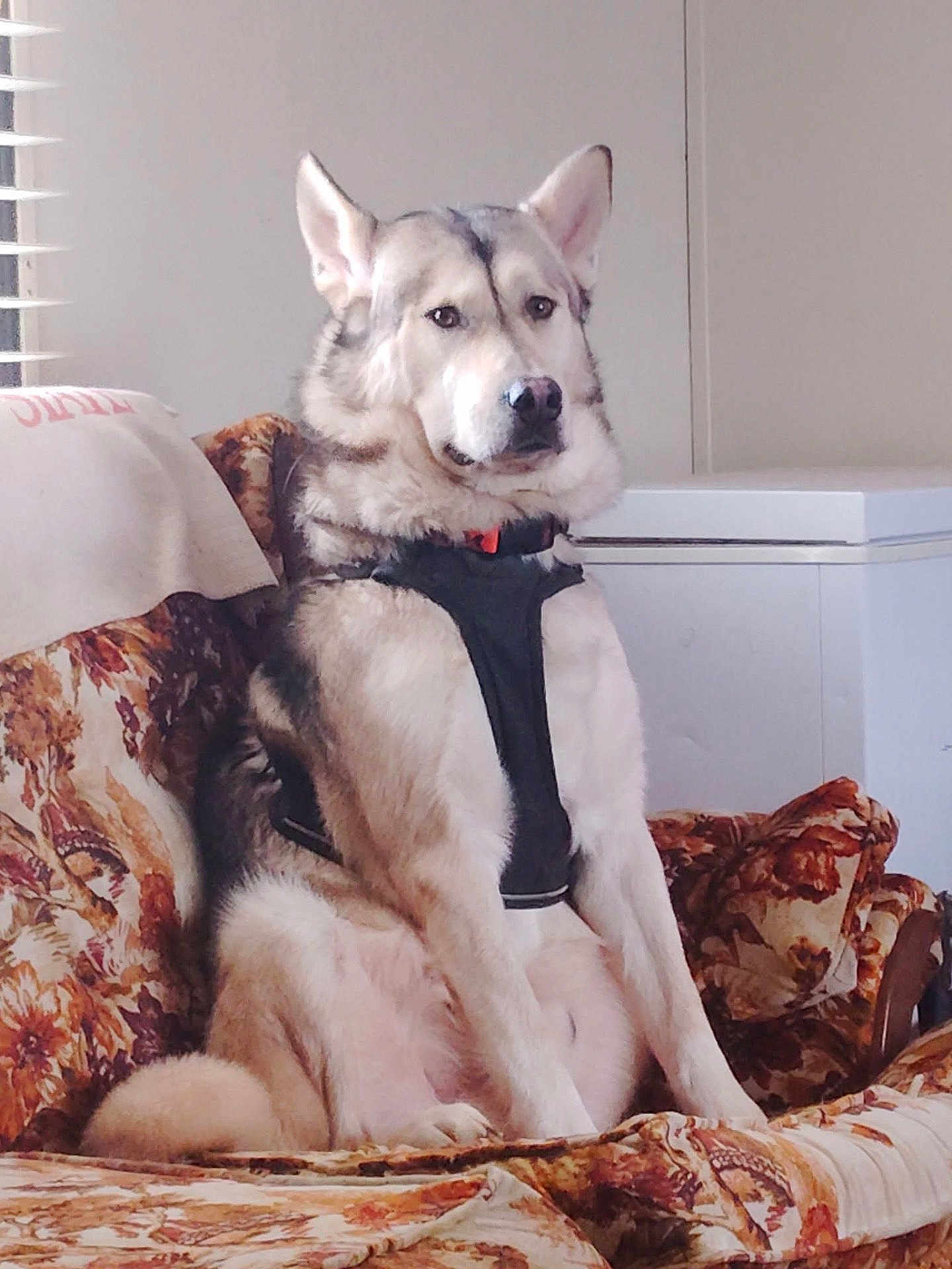 Gunner joined the competition — help win amazing prizes! animal, attentive, canine, companion, couch, cute, dog, domestic_animal, floral_pattern, fur, furniture, harness, household, indoor, light, pet, portrait, relaxed, sitting, window_blinds