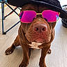 dog, brown_dog, pit_bull, sitting, sunglasses, hat, fashion, portrait, close_up, indoors, floor, chair, window, natural_light, pet, canine, serious_expression, pink_lenses, white_chest, front_view