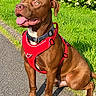 Baggy participe au concours pour gagner de l'argent avec cette photo : dog, brown_dog, pit_bull, sitting, outdoors, grass, pavement, sidewalk, red_harness, collar, leash, tongue_out, open_mouth, short-haired, pet, animal, portrait, sunlight, garden, happy