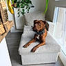 dog, brown_dog, pet, animal, sitting, lounging, armchair, chair, furniture, collar, indoor, living_room, plants, houseplant, window, natural_light, portrait, home, cozy, photography