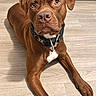dog, brown_dog, pet, portrait, lying_down, indoor, wood_floor, collar, tag, floppy_ears, brown_fur, white_chest, large_dog, front_view, alert, looking_at_camera, paws, home, floor, animal_photography